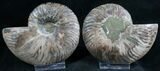Cut and Polished Ammonite Pair - Crystal Pockets #8134-1